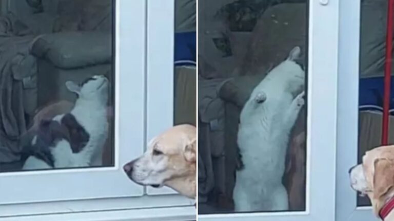 cat opening door for dog
