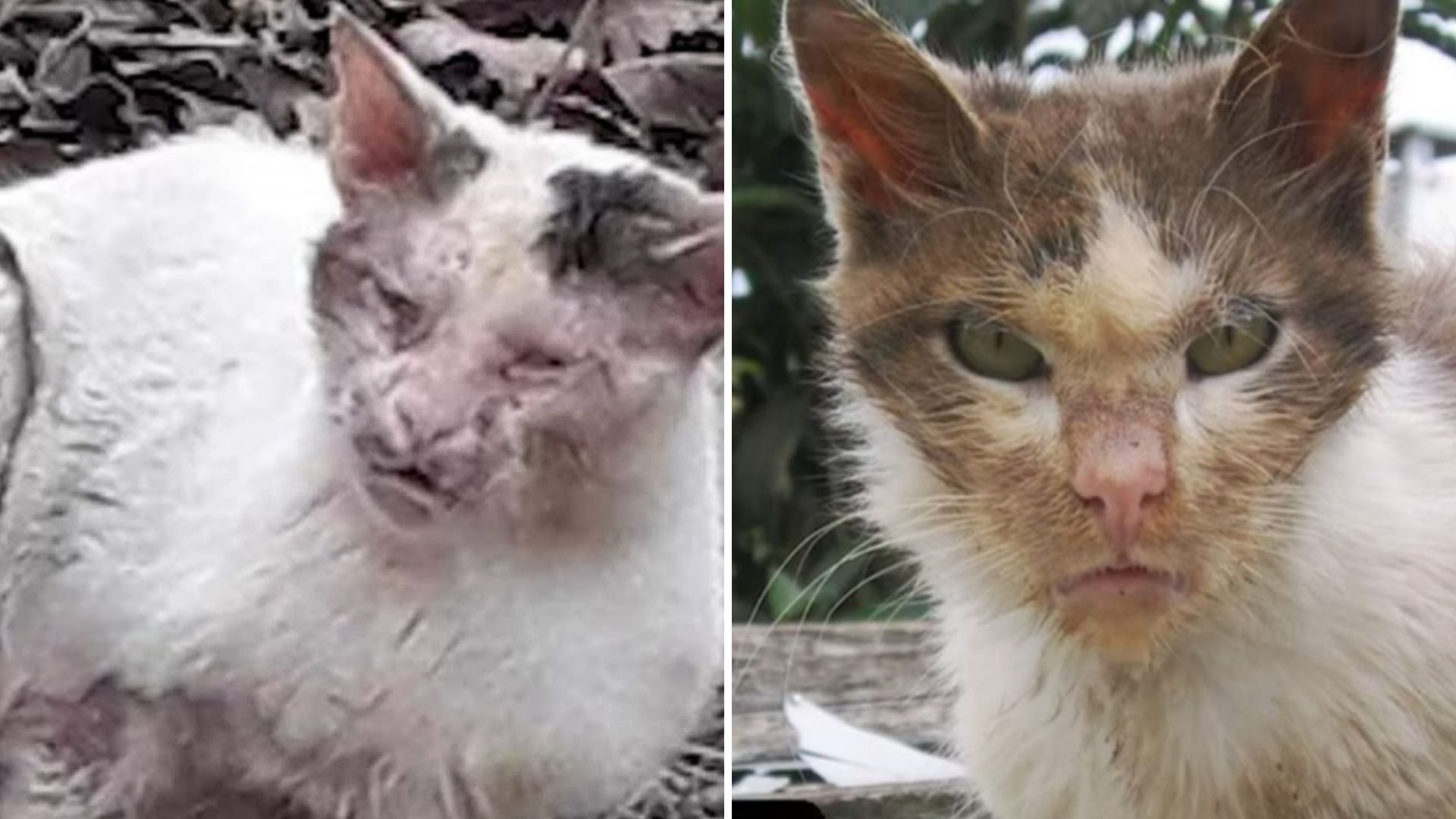 abandoned cat