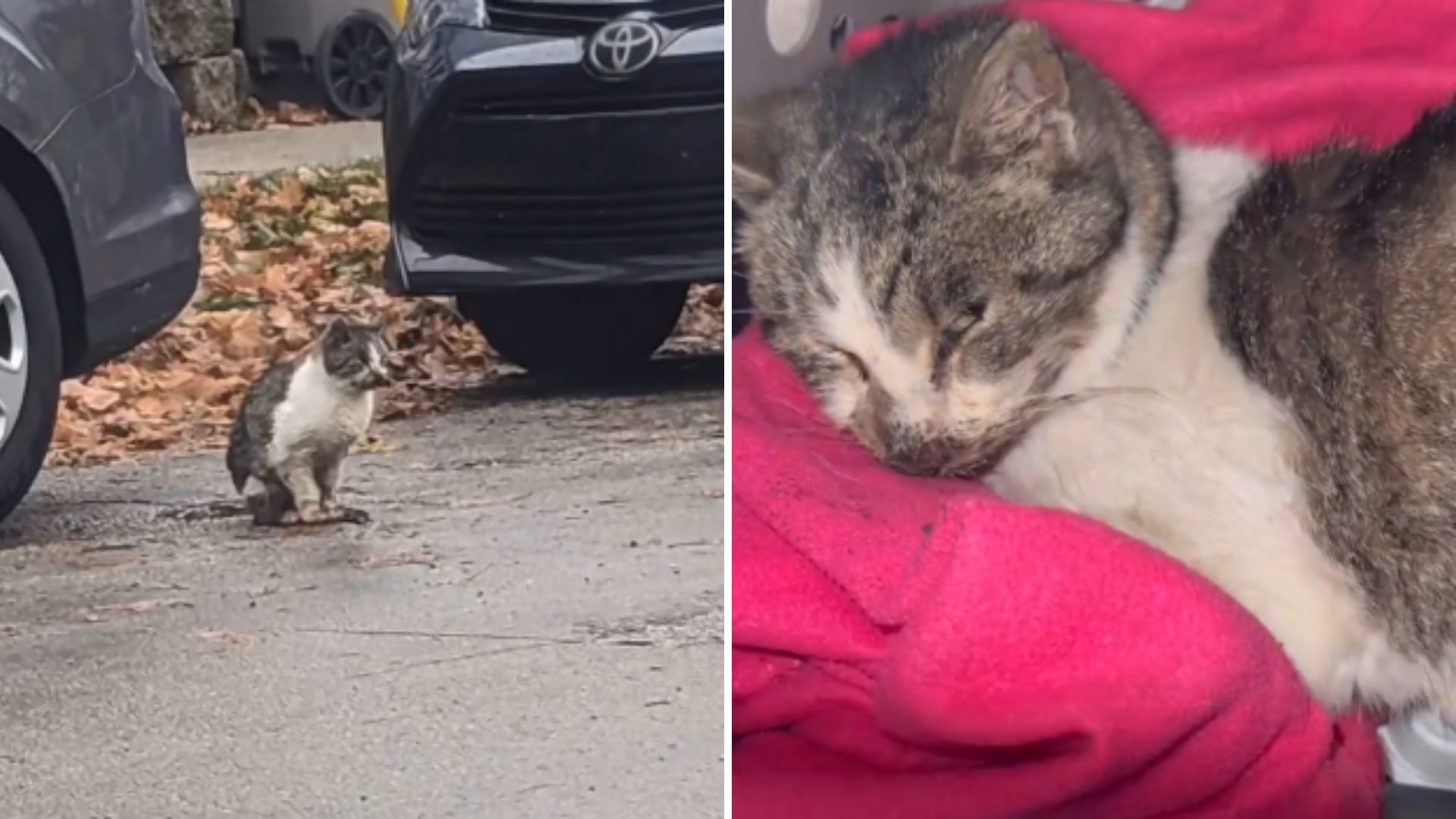 sick feral cat