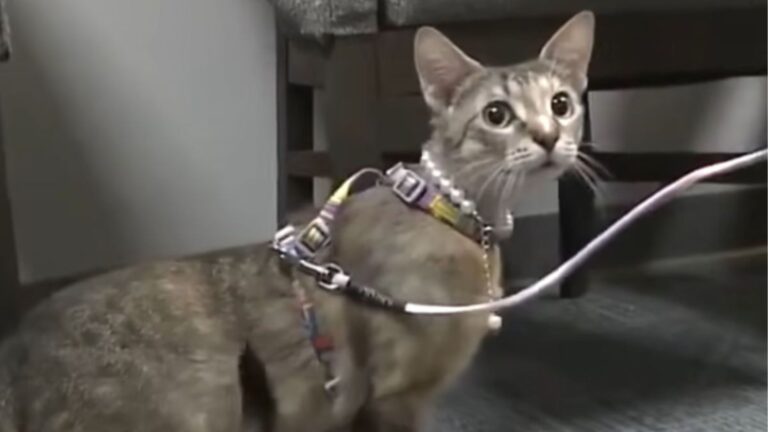 adopted cat