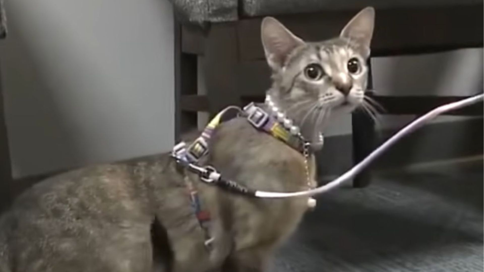 adopted cat