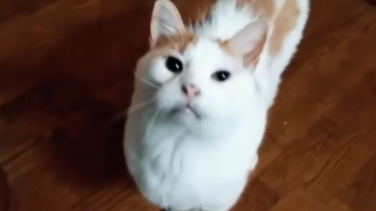 cats reunite in new home