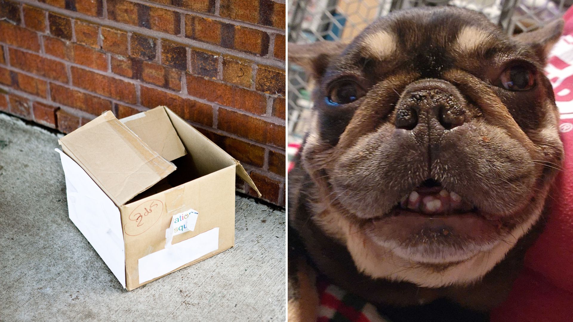 paralyzed puppy left in box outside shelter