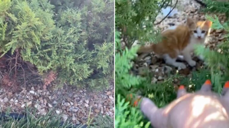 kitten hiding in bushes