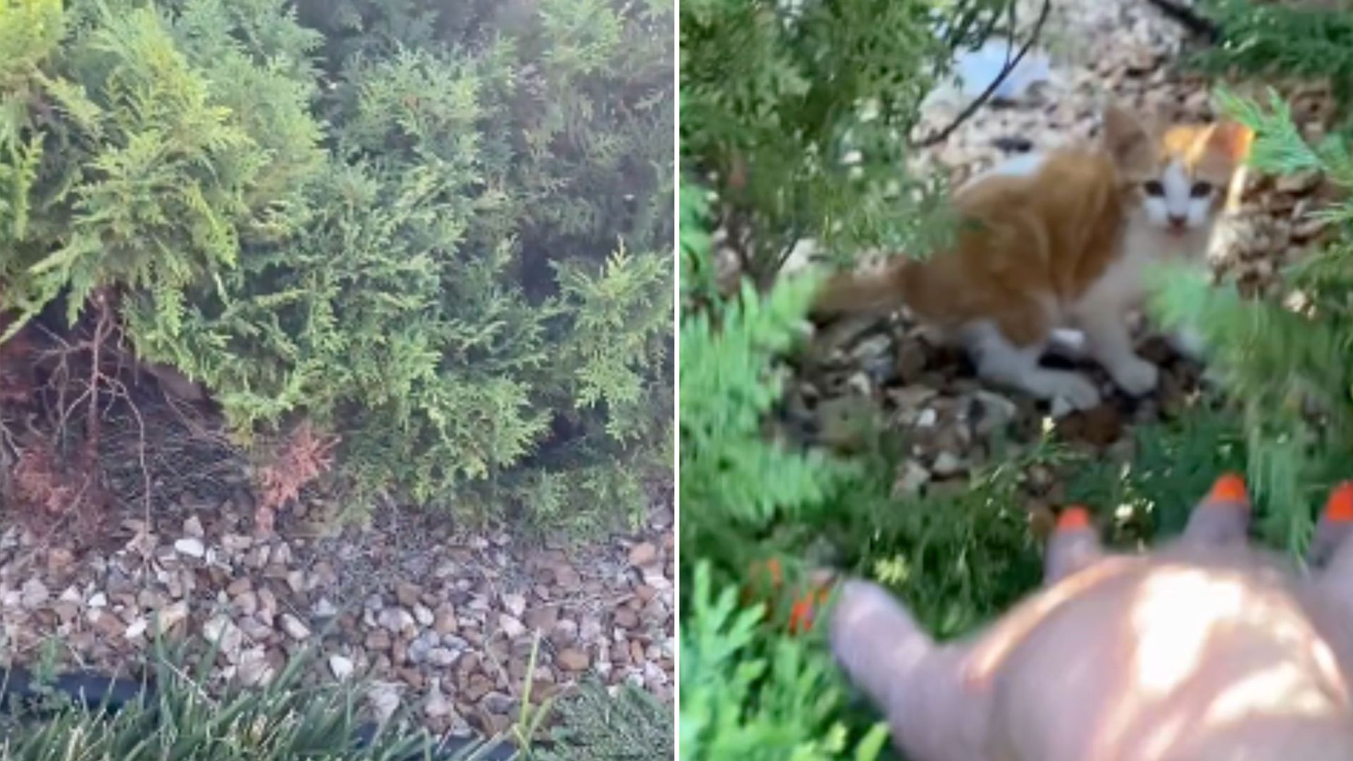 kitten hiding in bushes