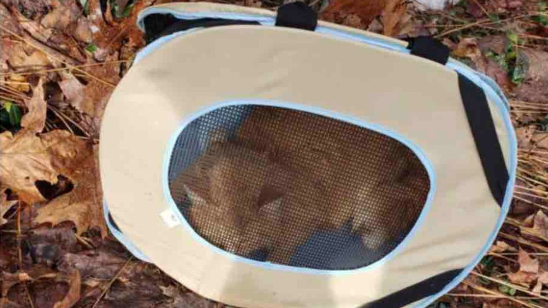 cat stuck in a carrier