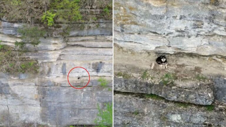 Woman Sees A Tiny Figure Stuck On Cliff In Kentucky And Stops Cold After Realizing What It Is