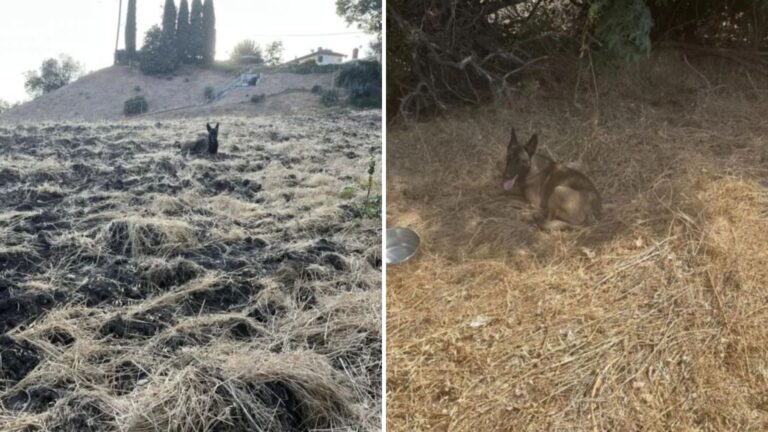 Woman Stumbles Upon a Strange Figure Staring Down At Her From A Hillside In California