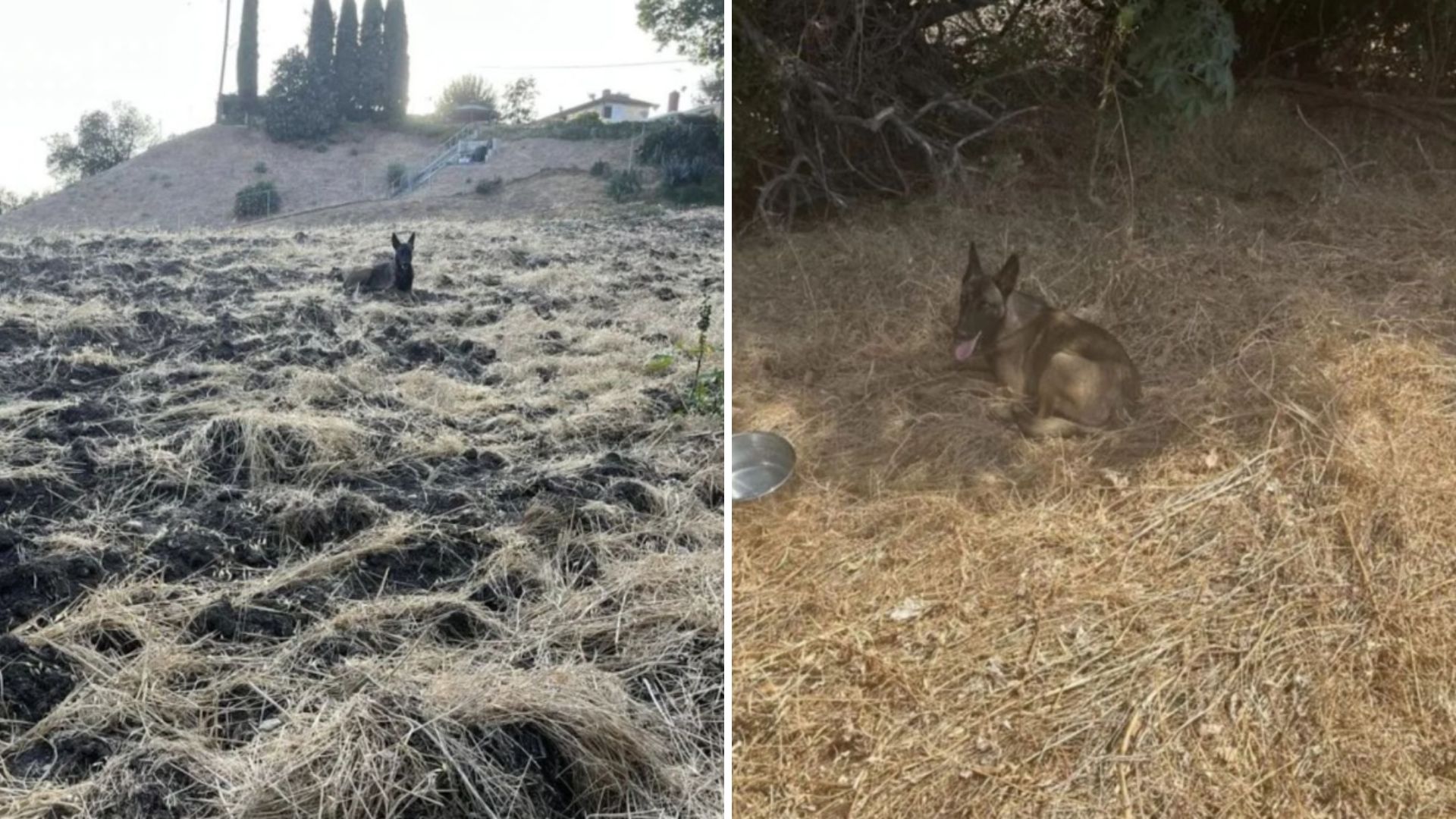 Woman Stumbles Upon a Strange Figure Staring Down At Her From A Hillside In California