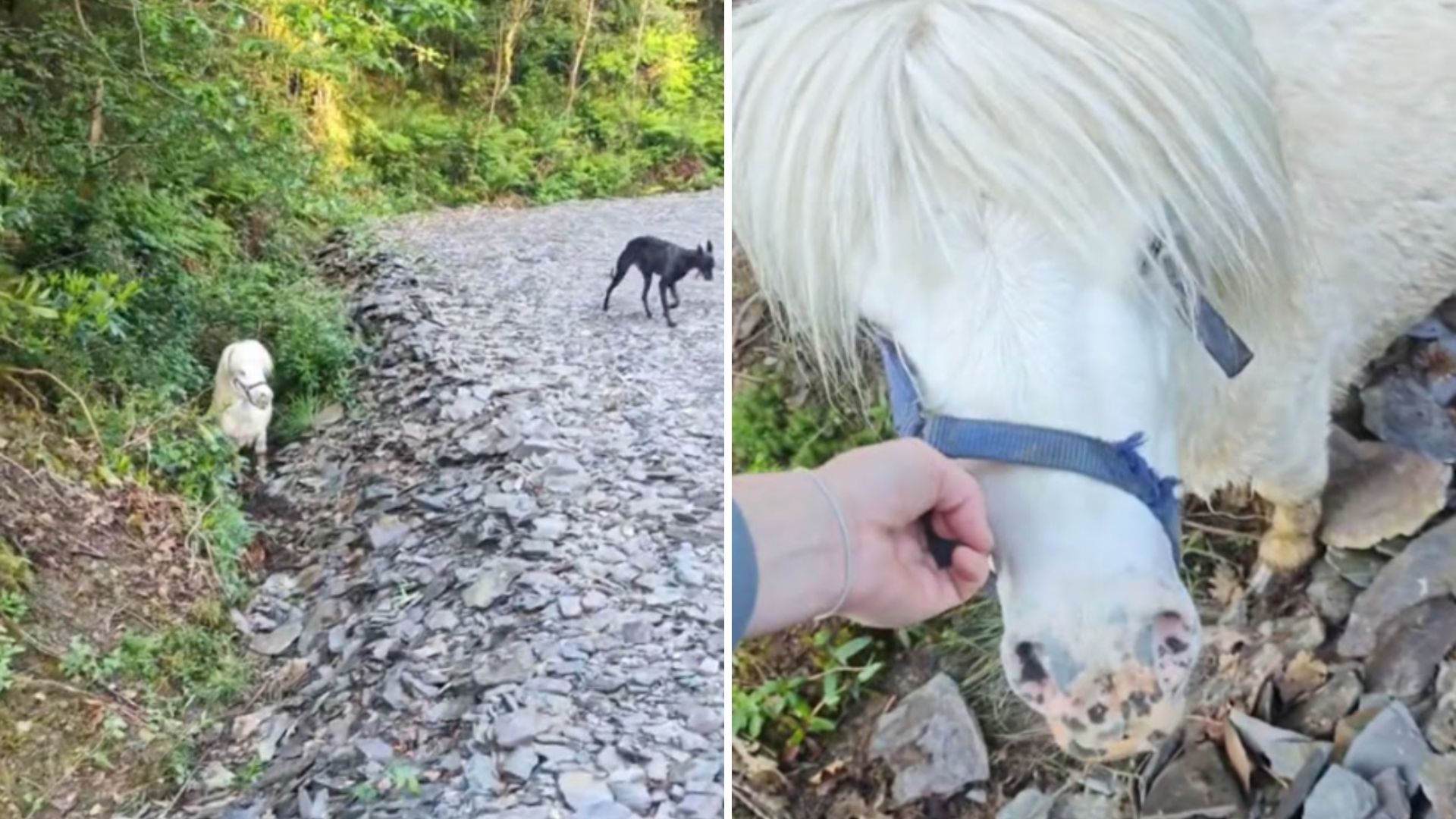 pony in a ditch
