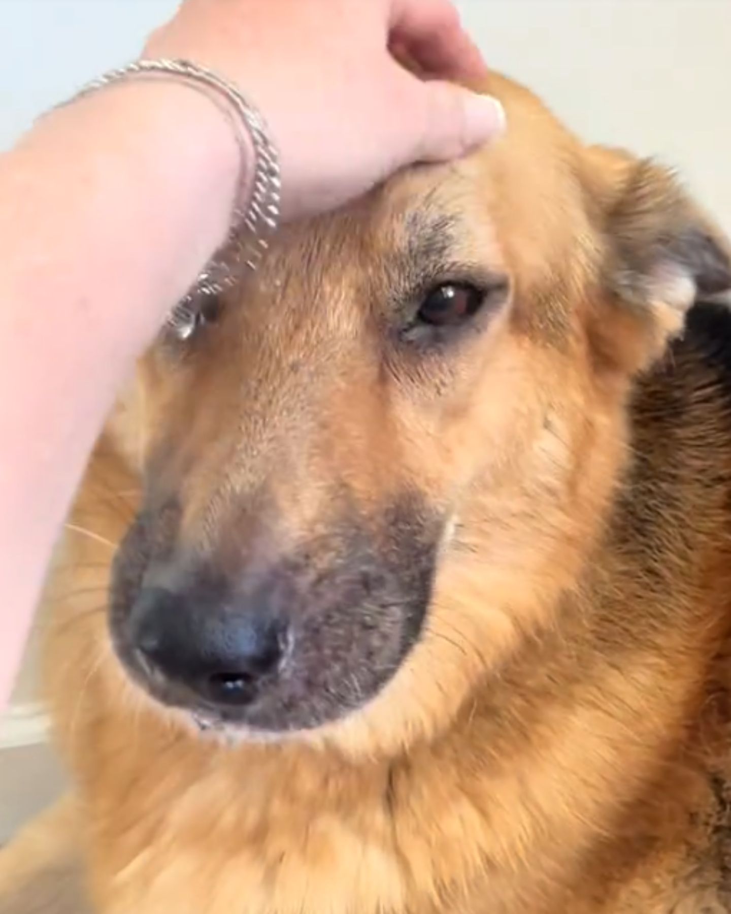 Woman scratches dog