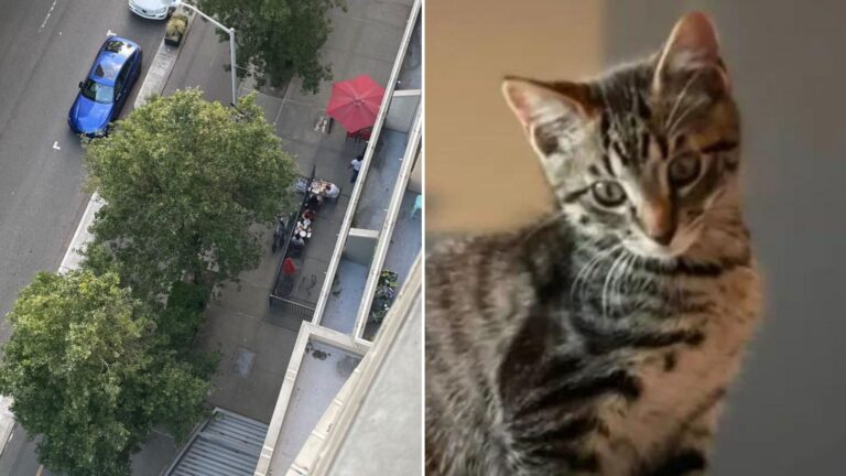 cat falling from a deck