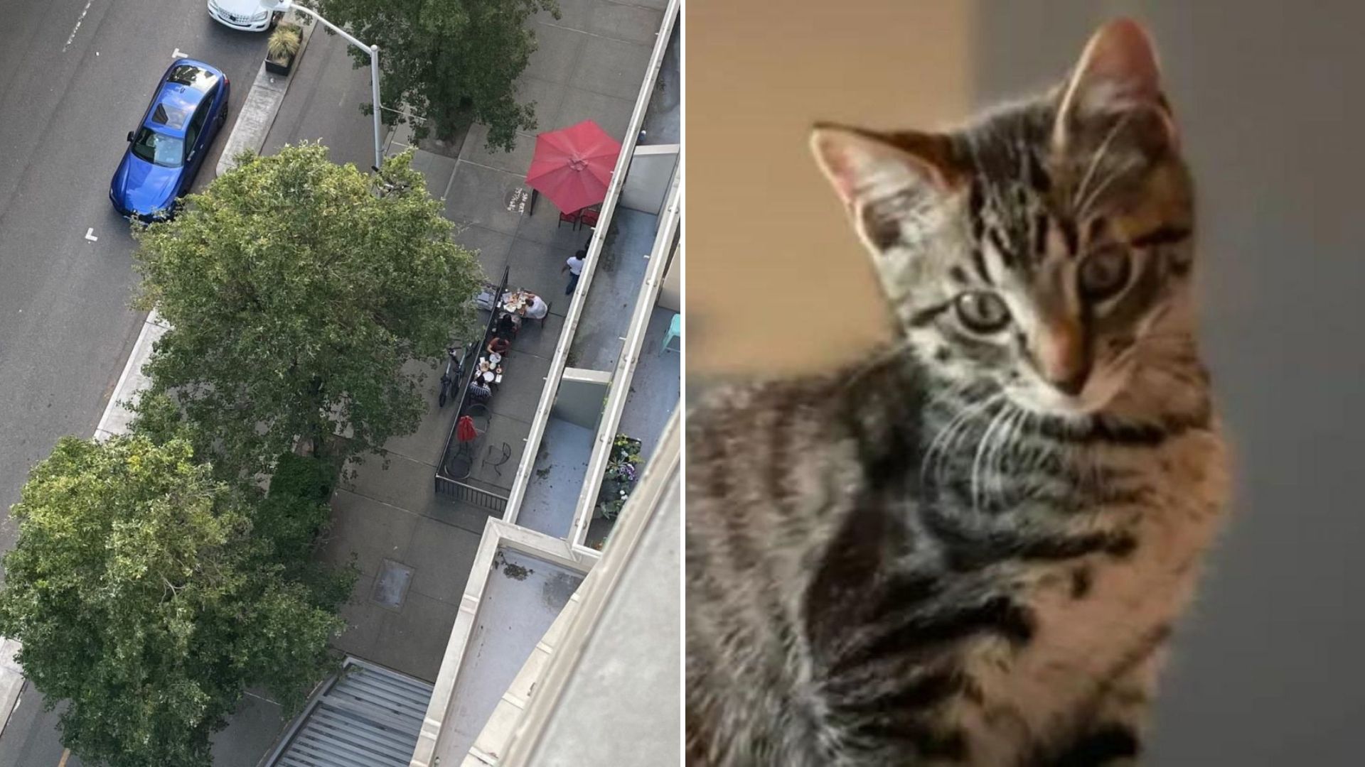 cat falling from a deck