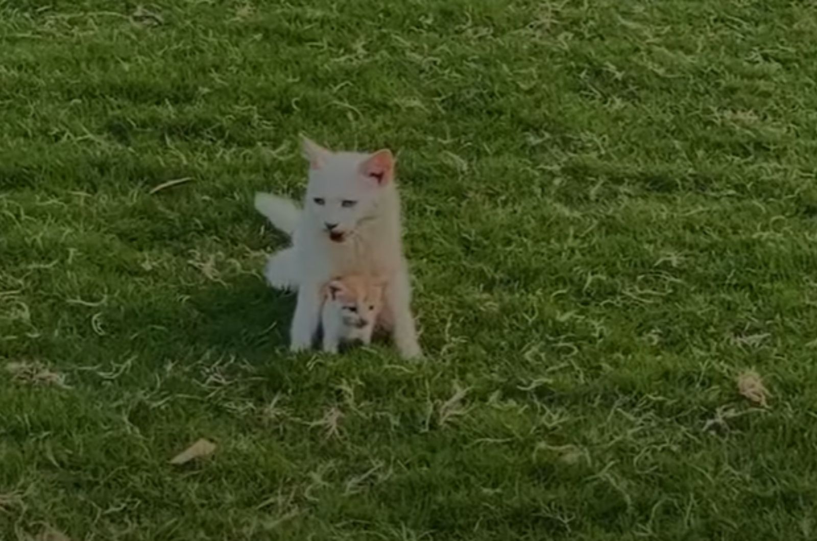 a frail mama cat with a tiny kitten