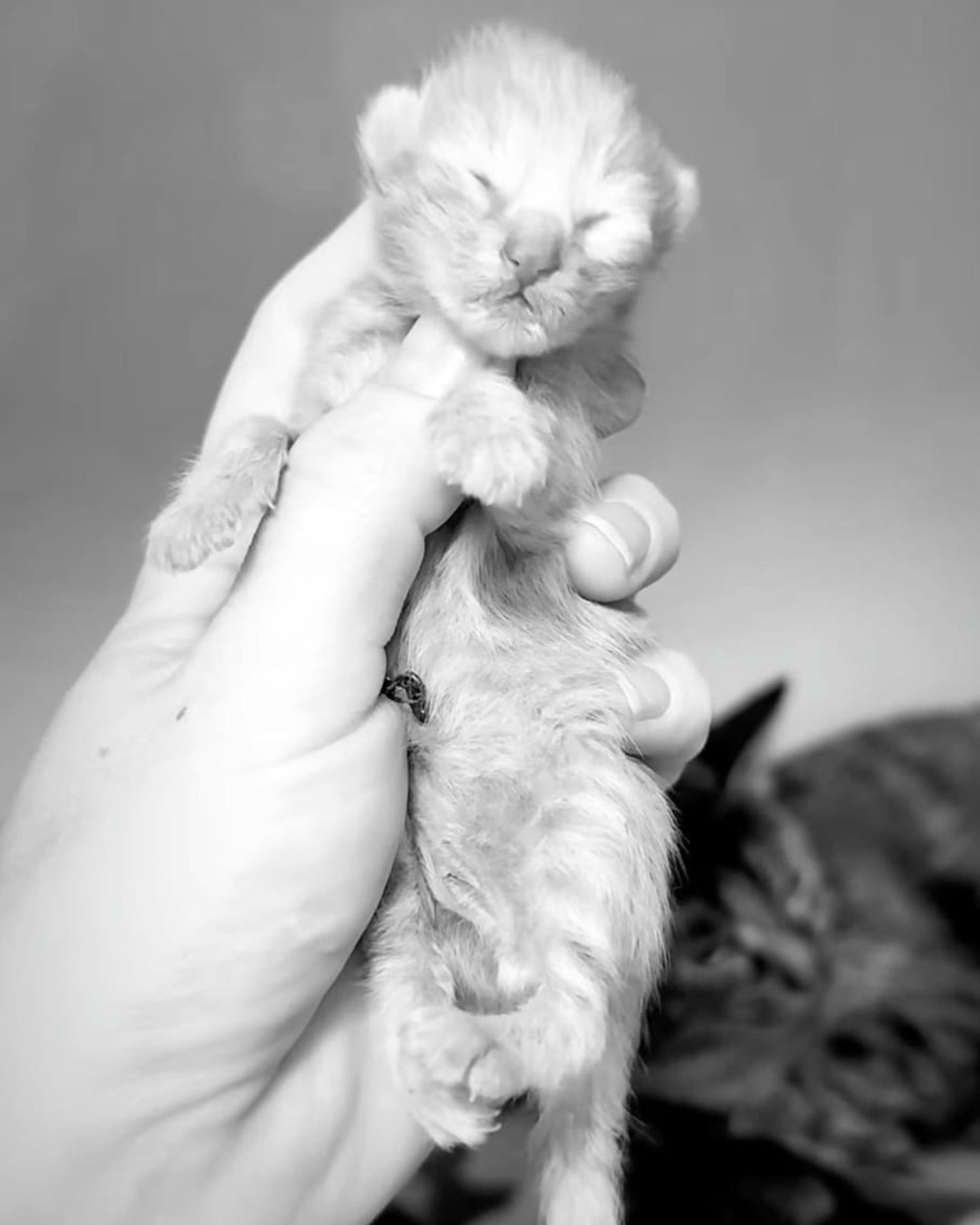 a tiny dead kitten