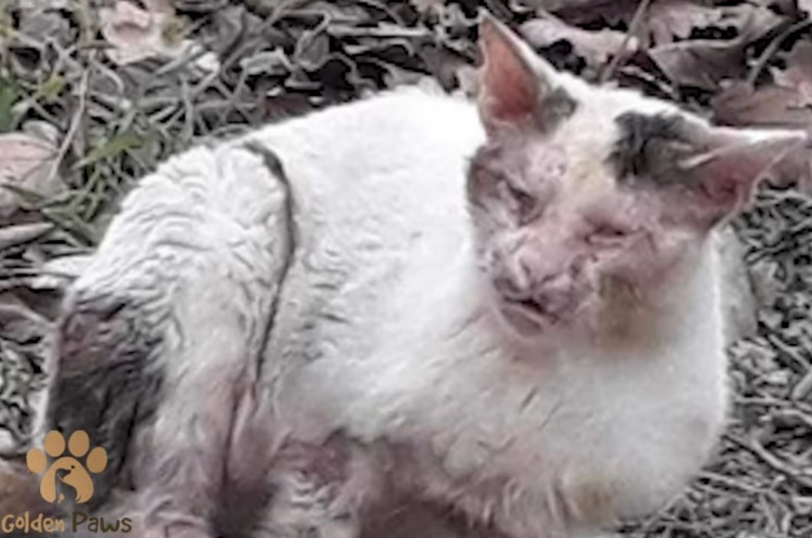 abandoned cat