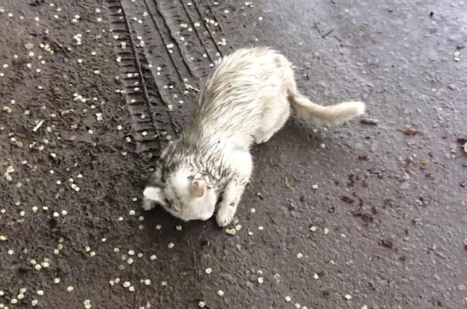 abandoned cat