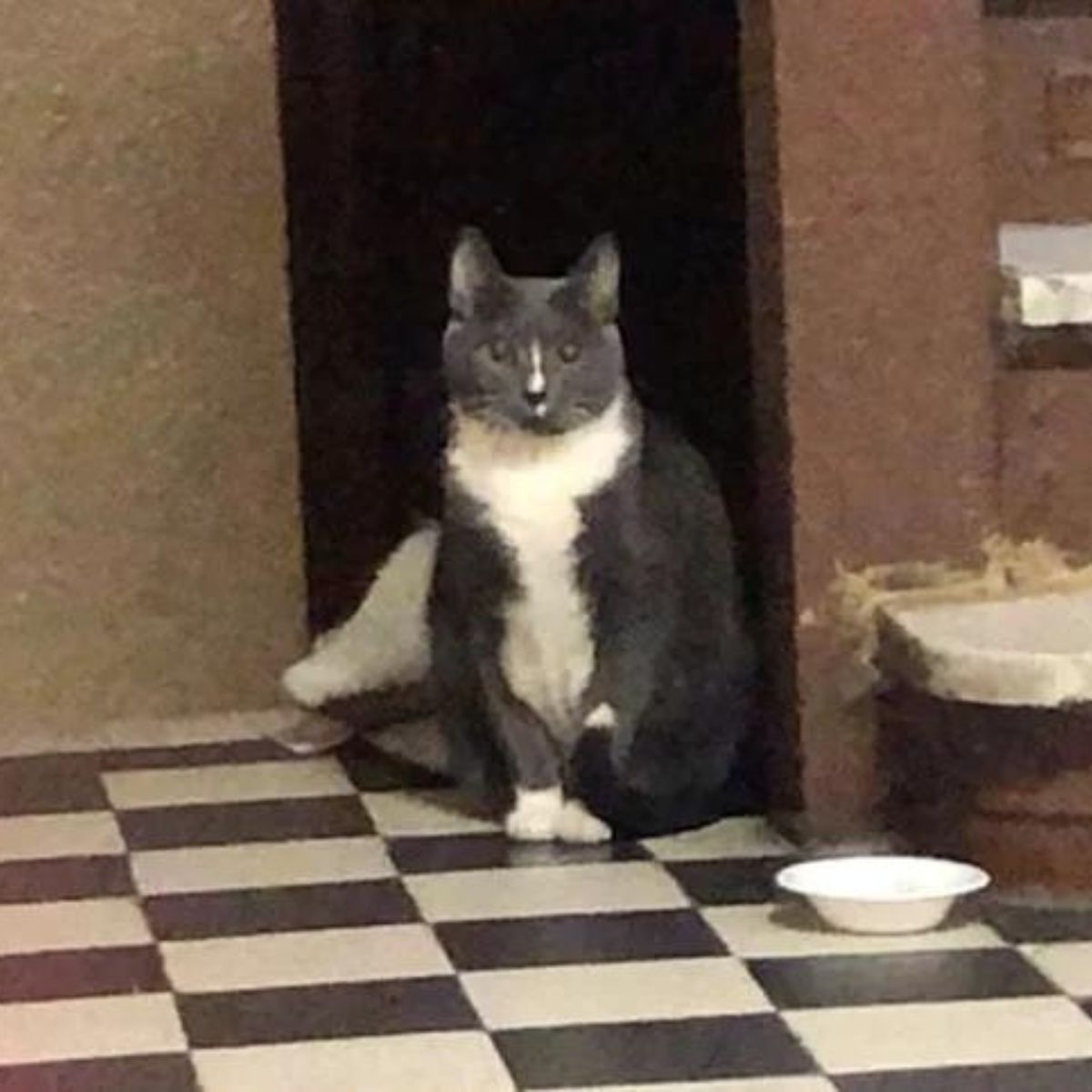 abandoned cat in a building