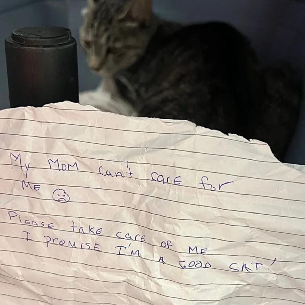 abandoned cat with a note