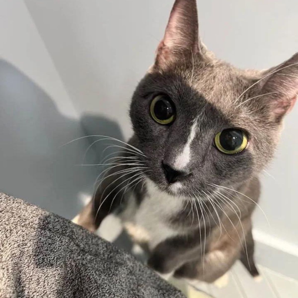 abandoned cat