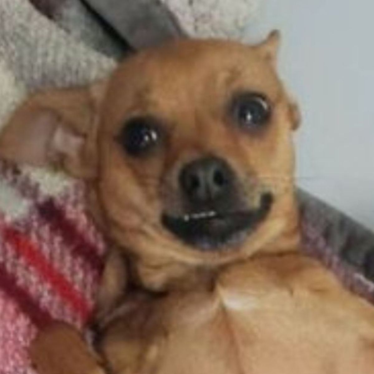 abandoned dog