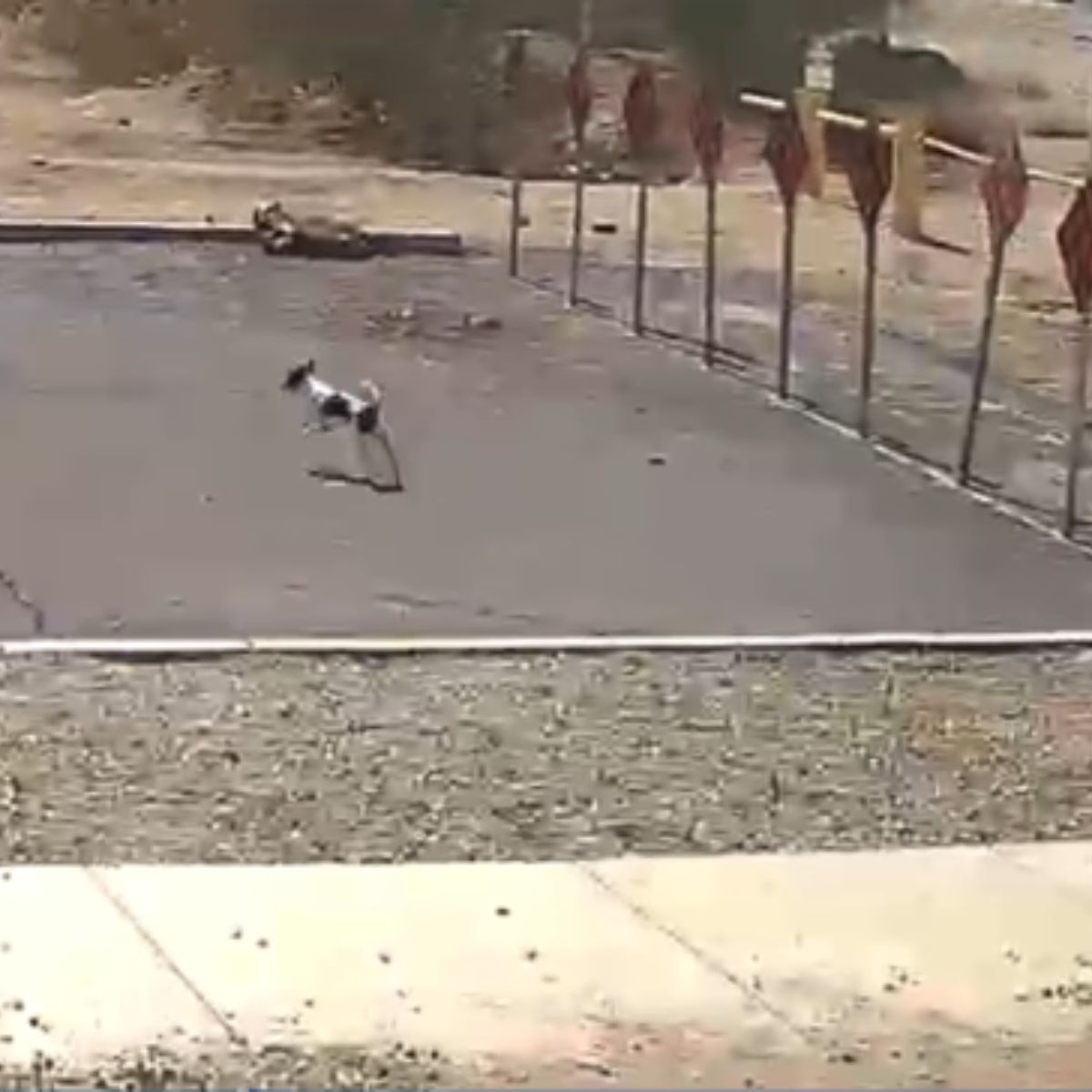 abandoned dog chasing car