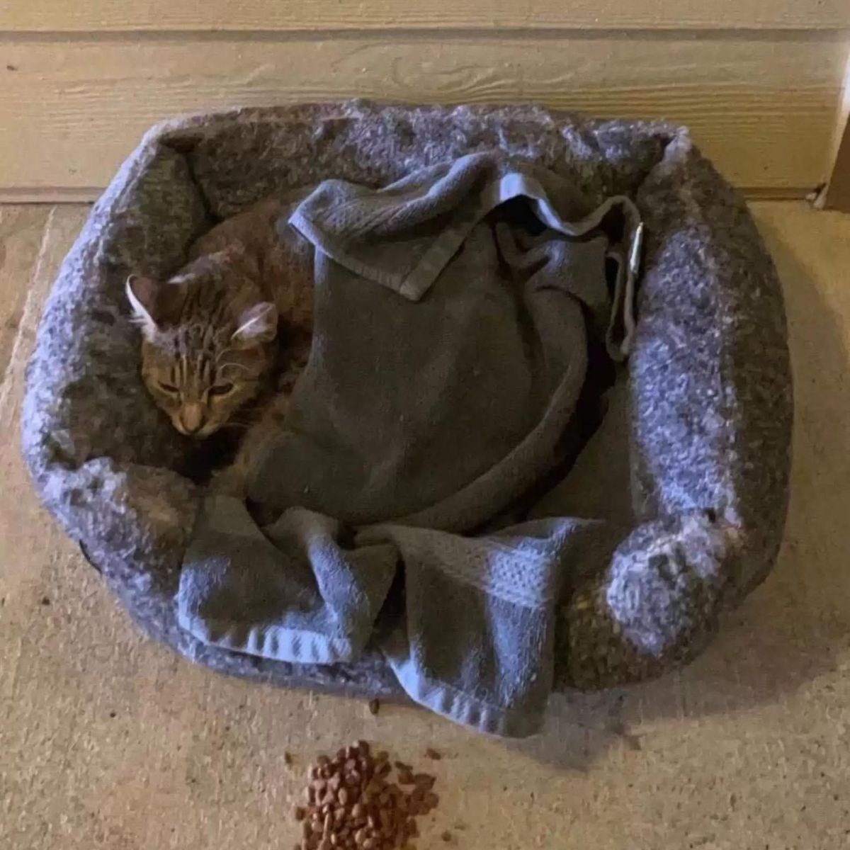 abandoned kitten