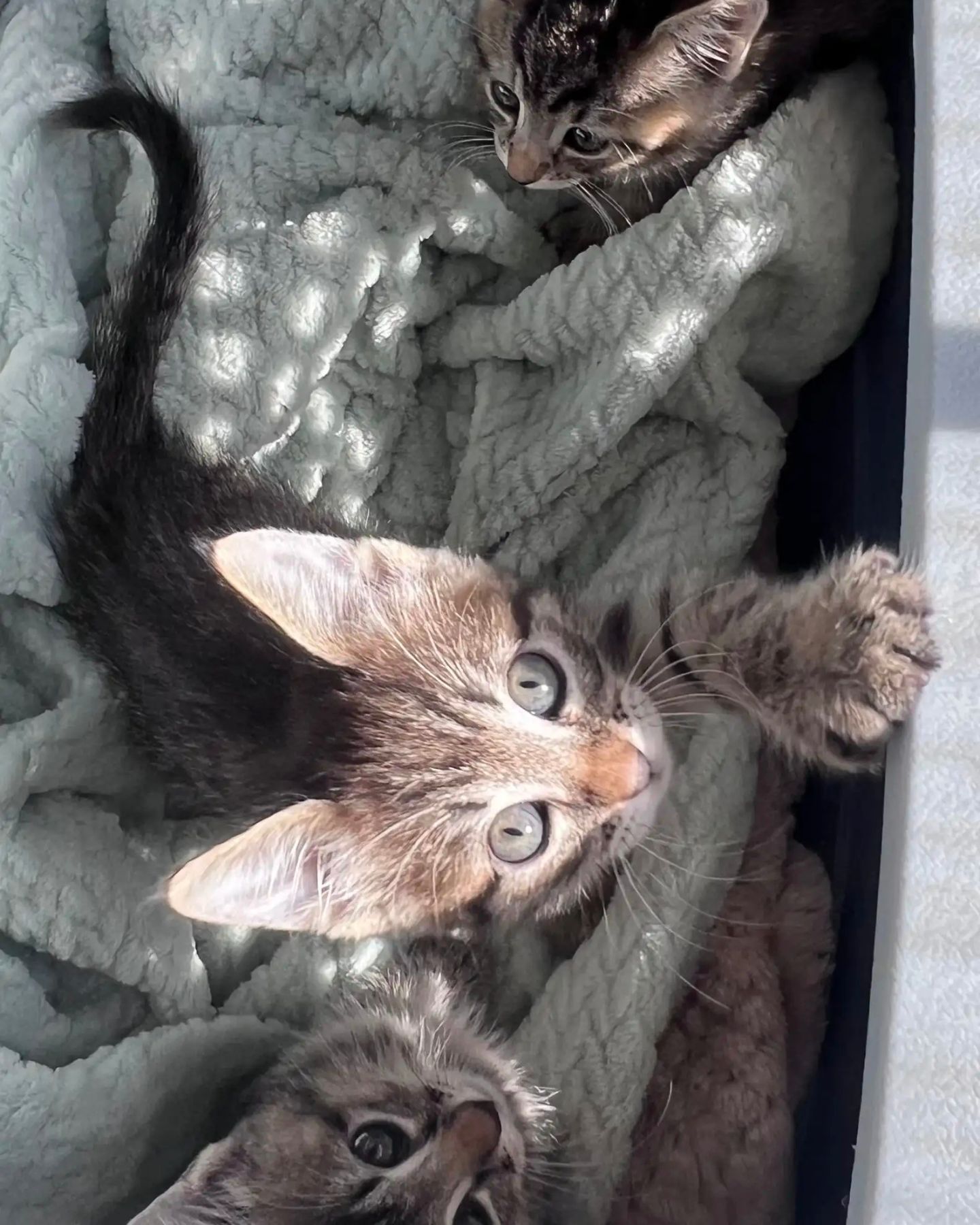 abandoned kitten