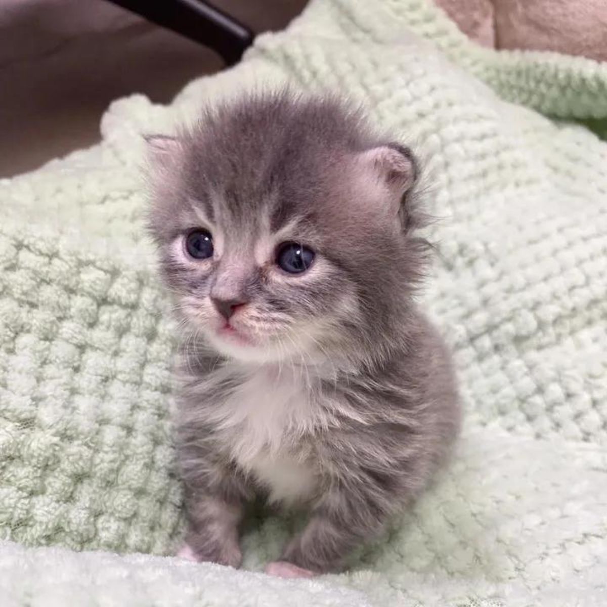 abandoned kitten