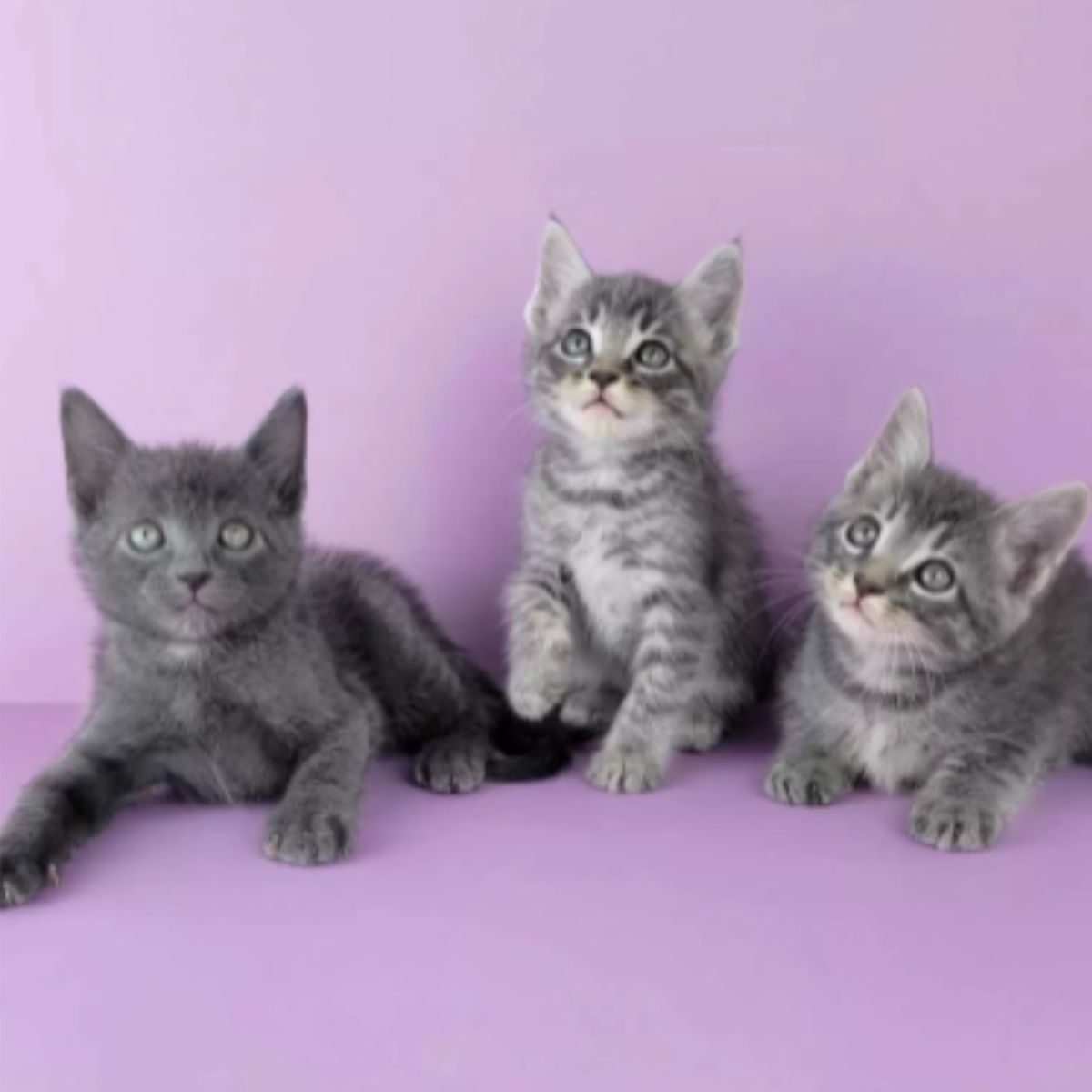 abandoned kittens