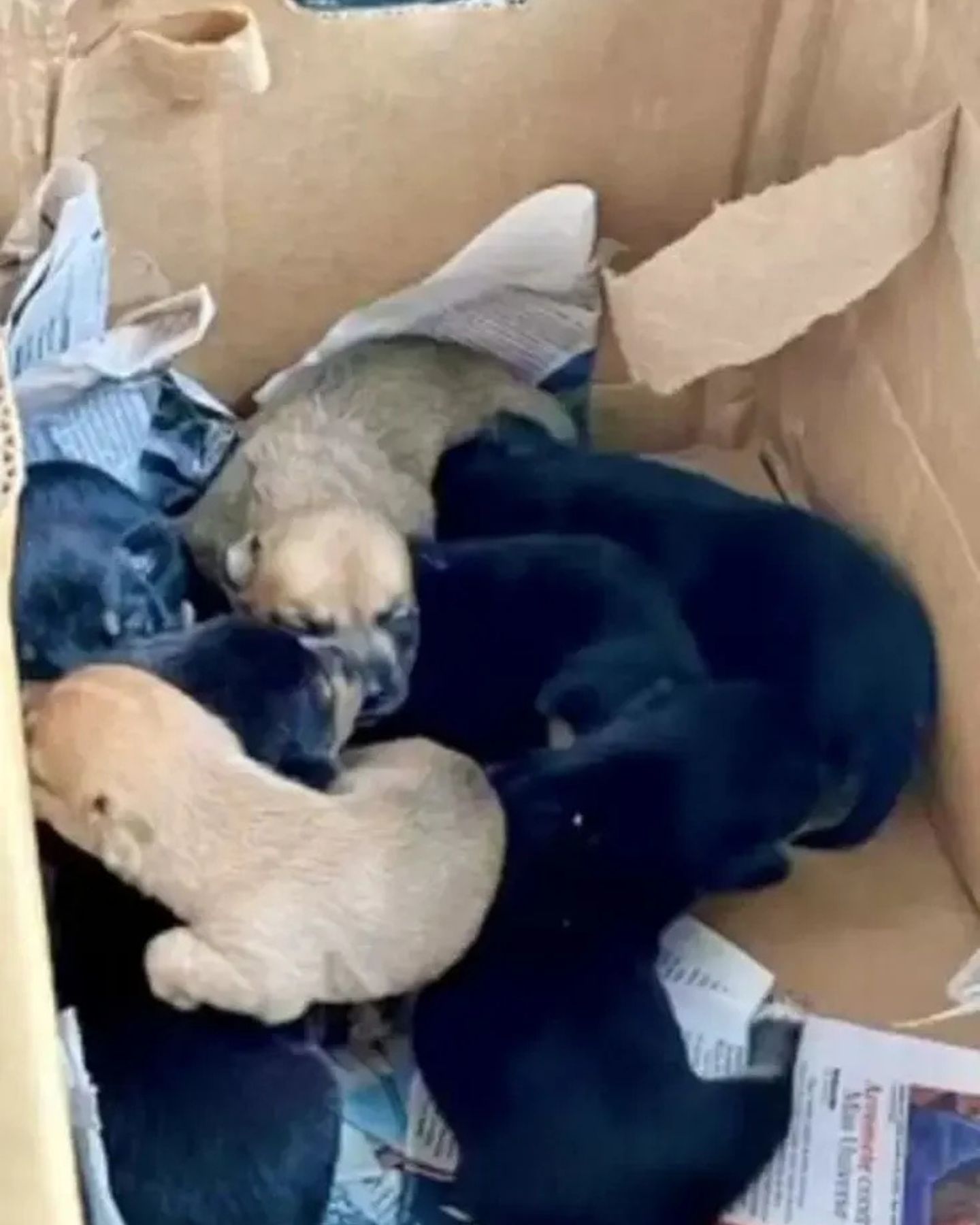 abandoned puppies