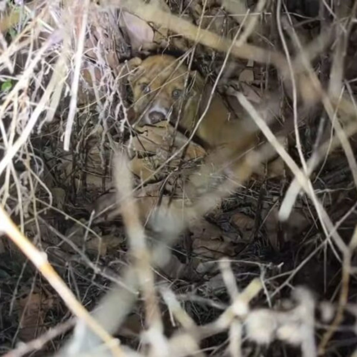 abandoned puppy in a bush