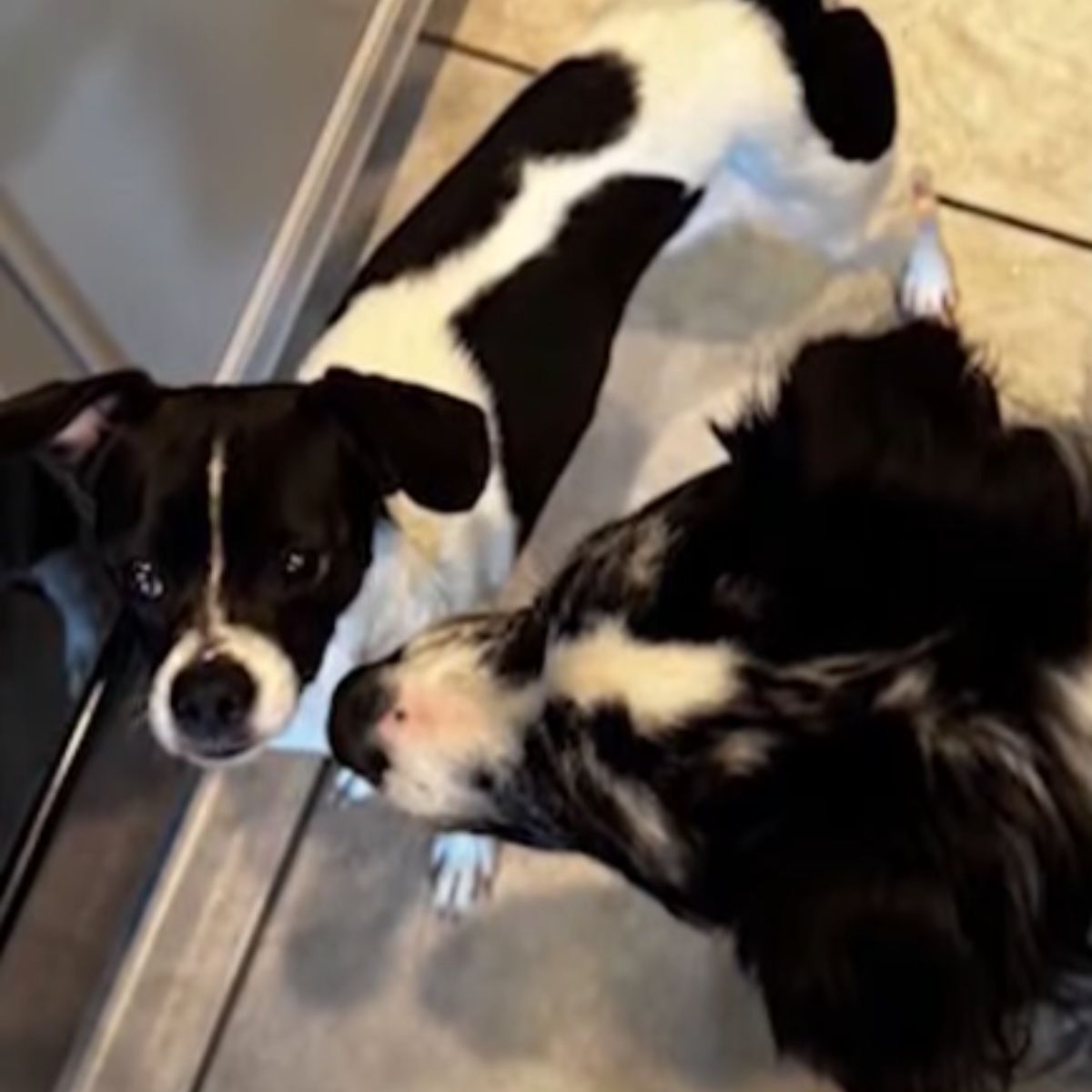 abandoned sad dog with another dog