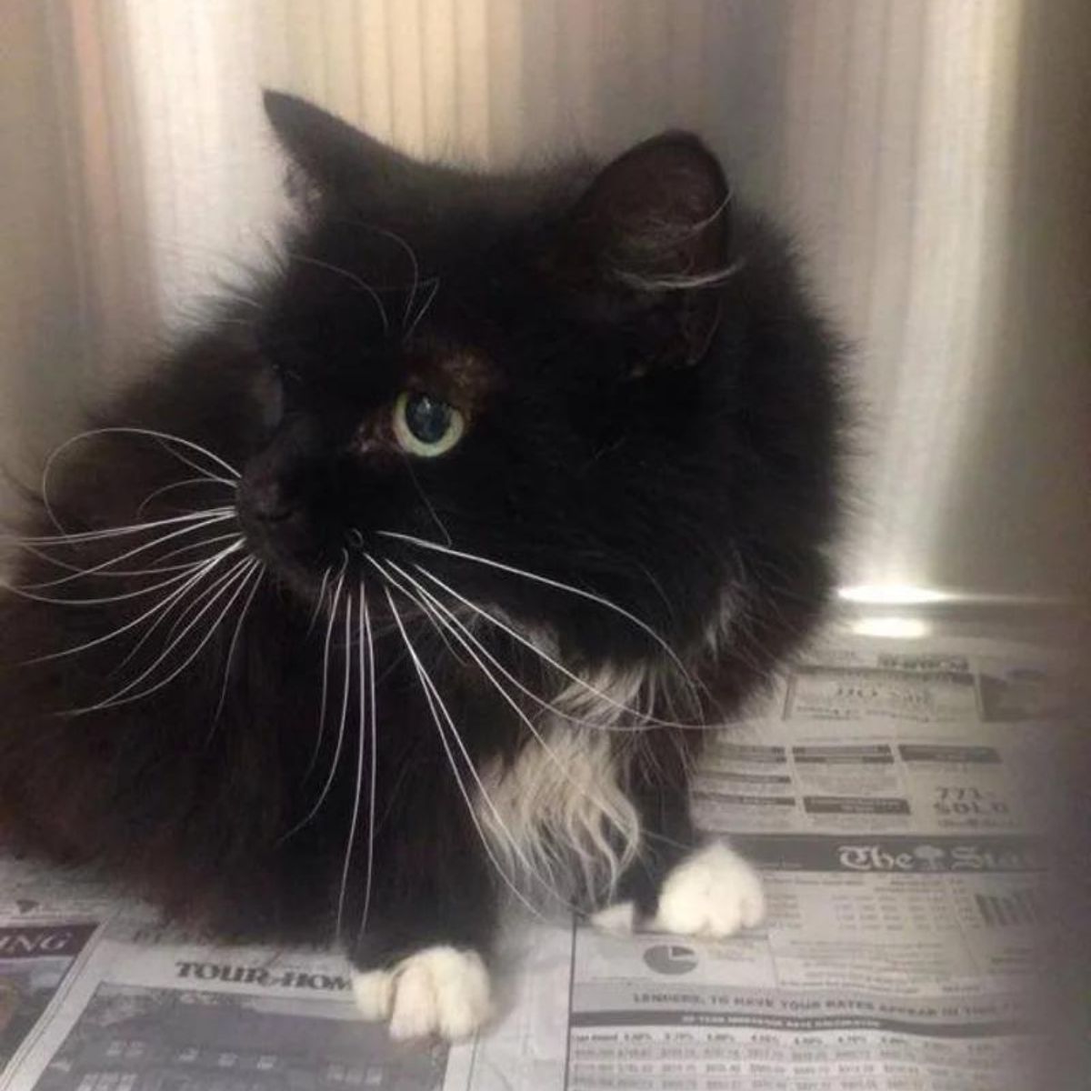 abandoned senior cat