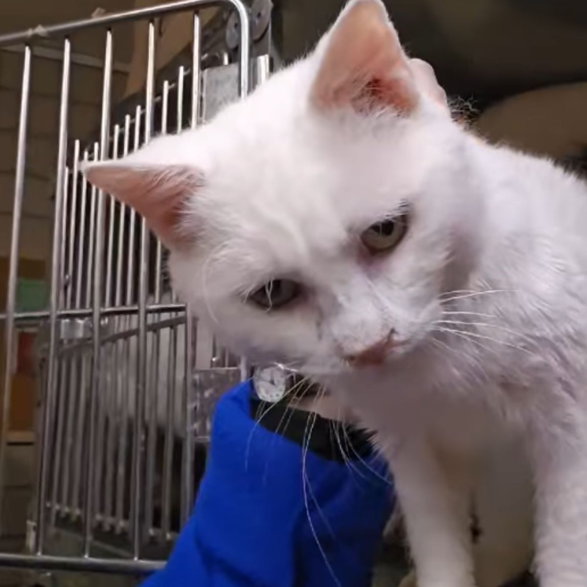 adopted cat