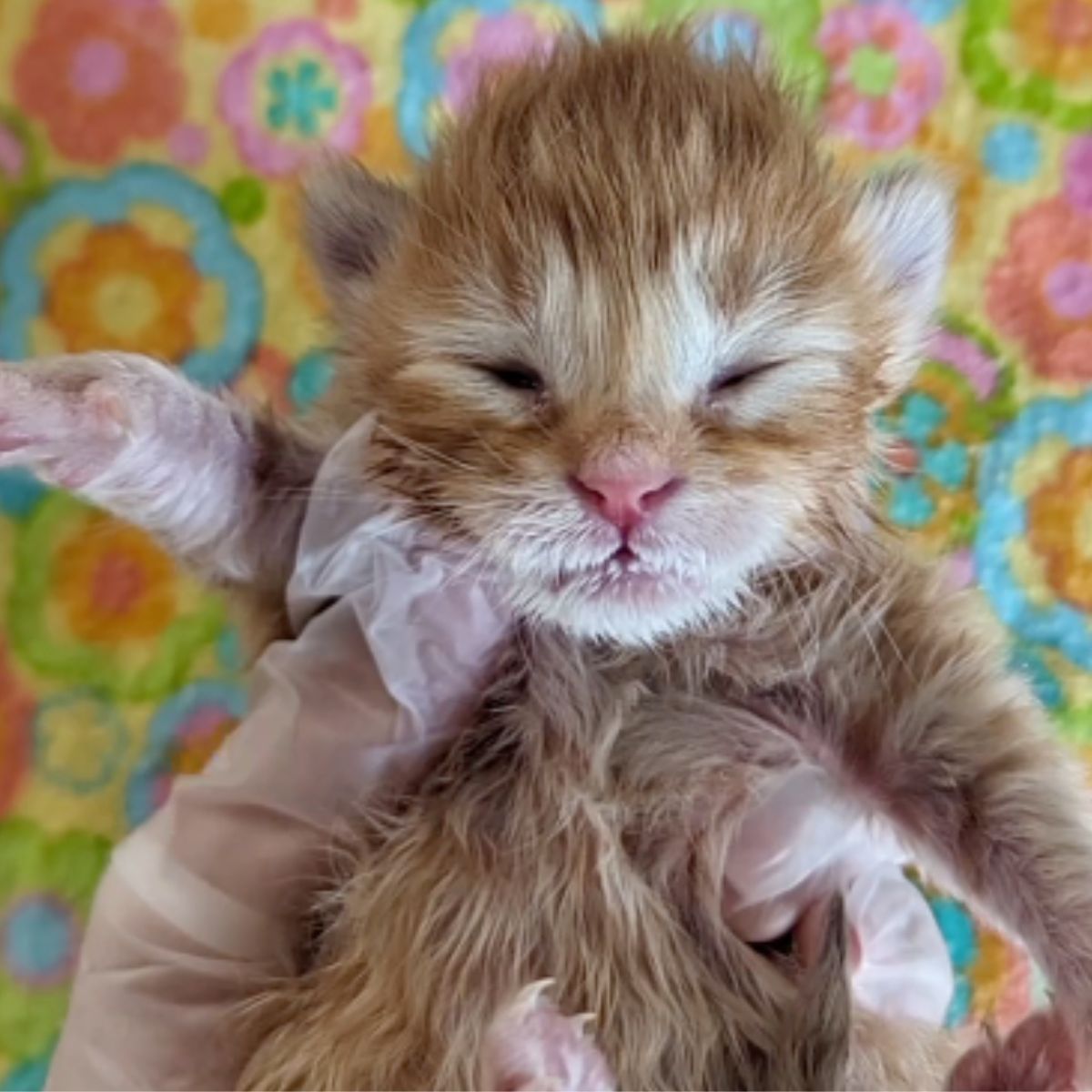 adopted kitten
