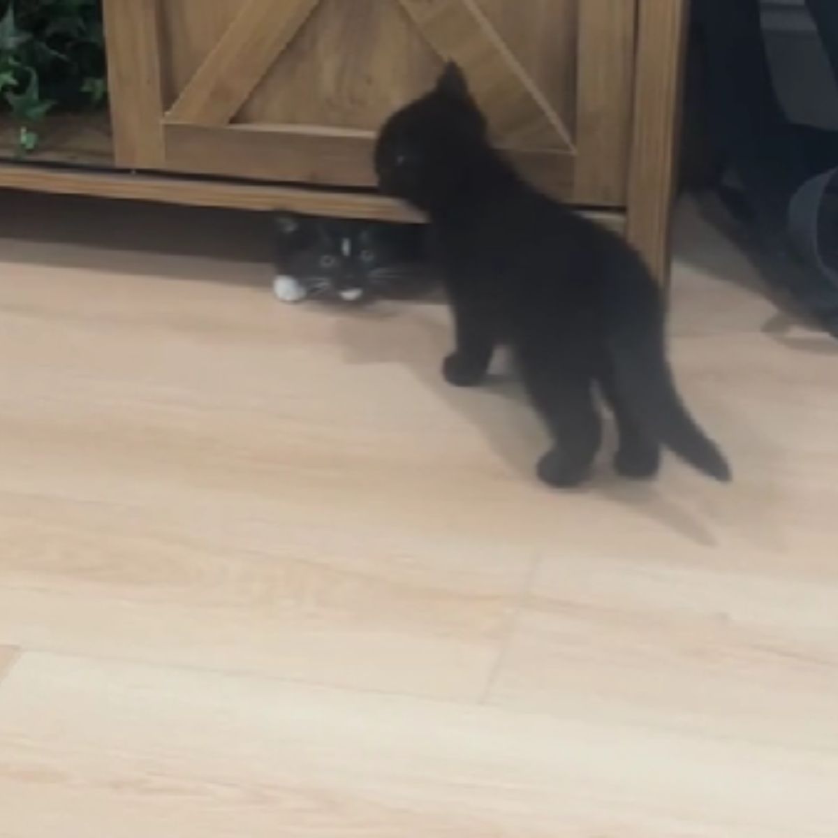 adopted kitten