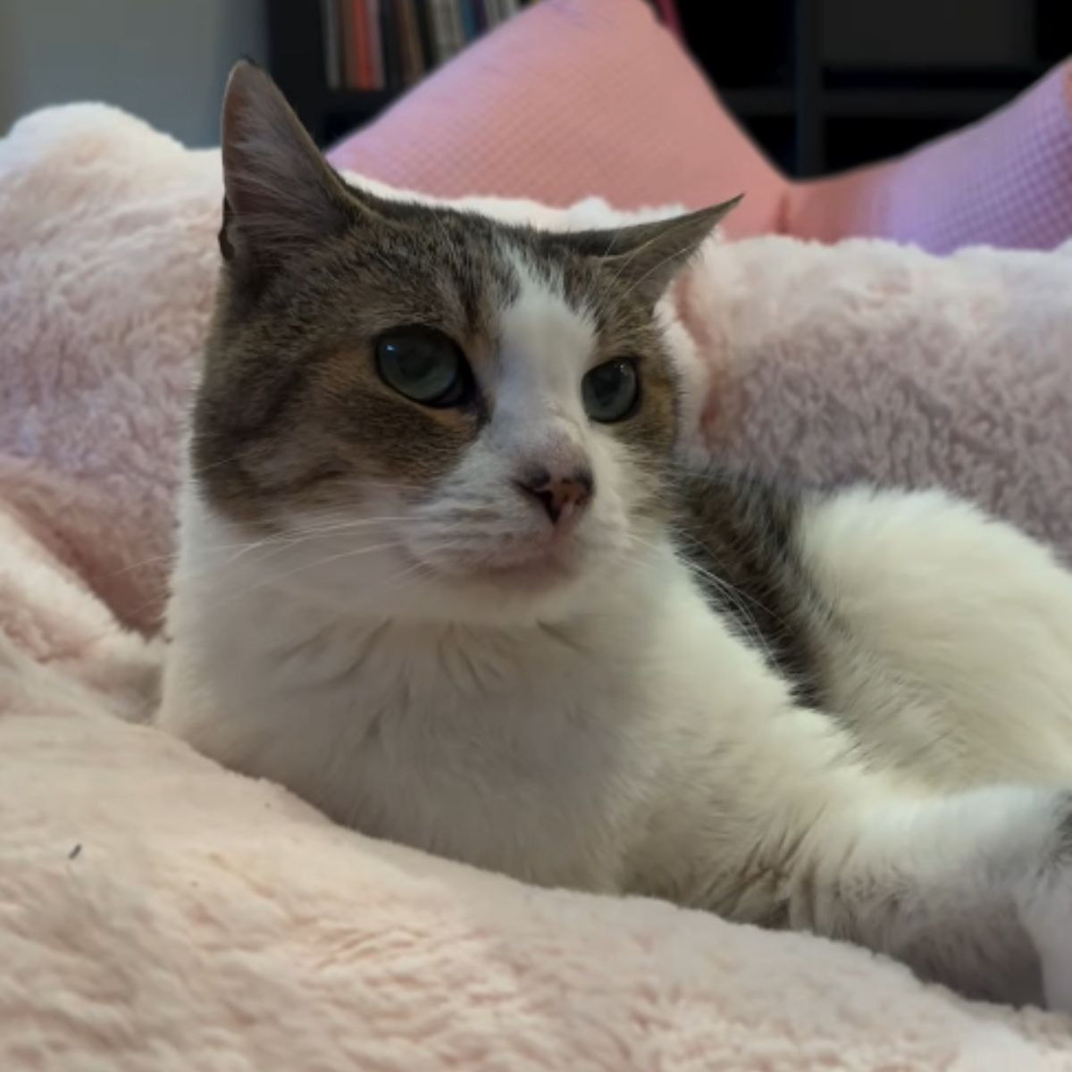 adopted senior cat