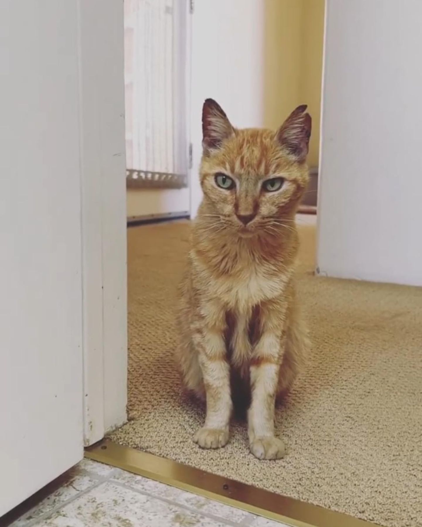 adopted senior cat