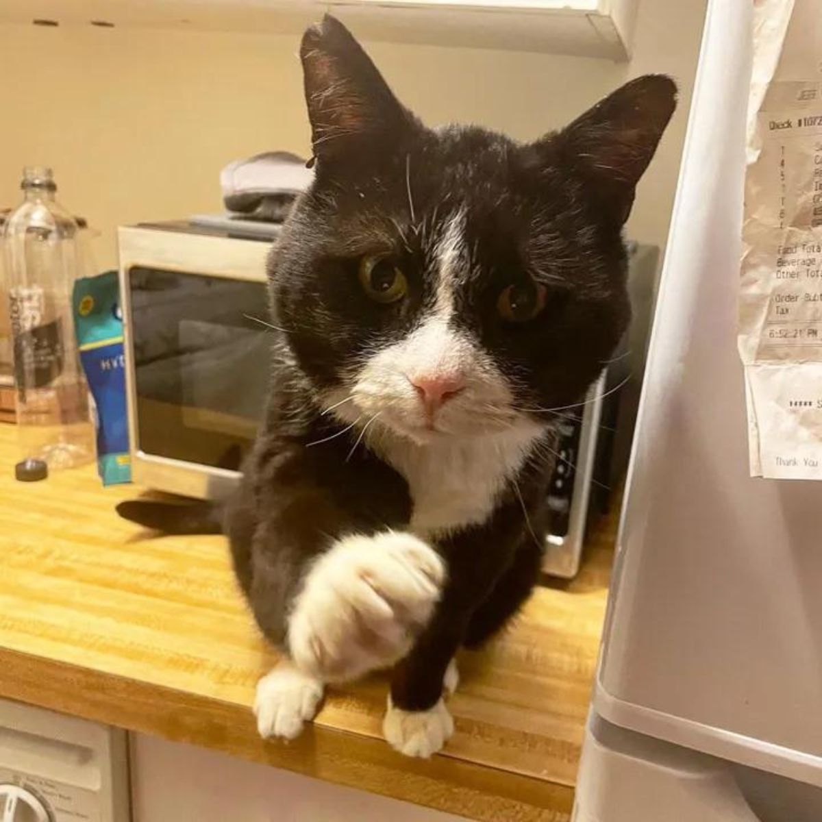 adorable black and white cat stretched out his paw