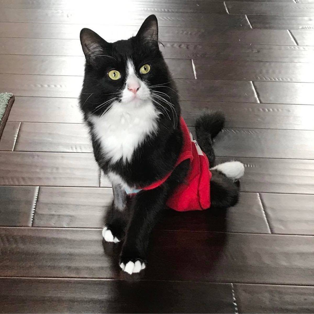 adorable black and white cat