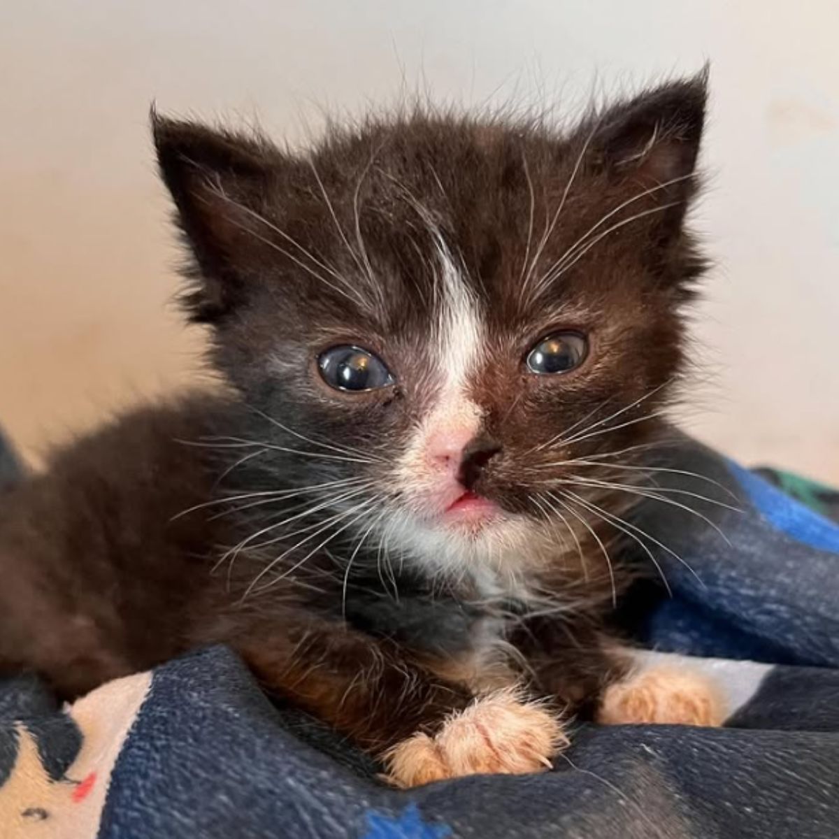 adorable black and white kitten