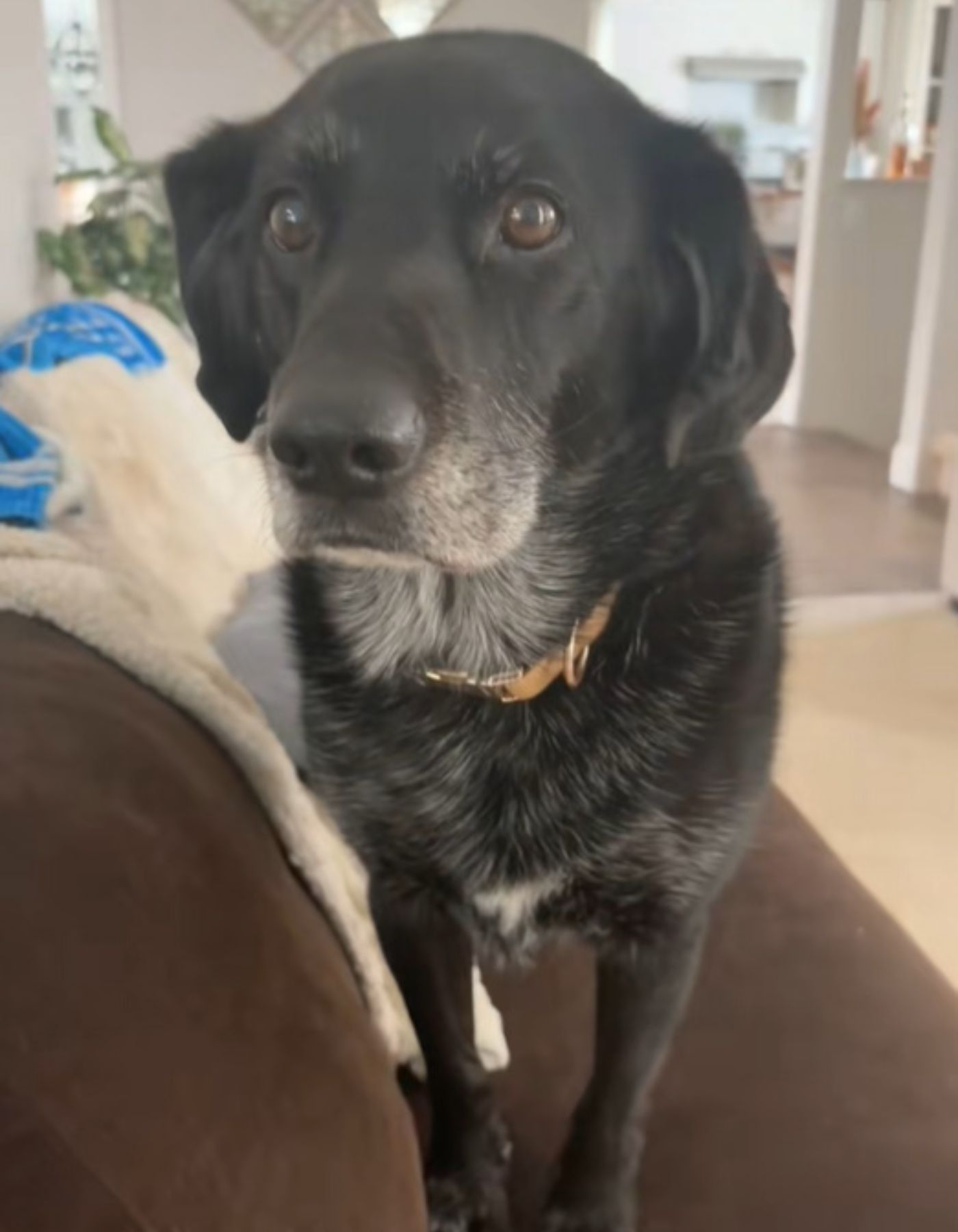 adorable black dog in the house
