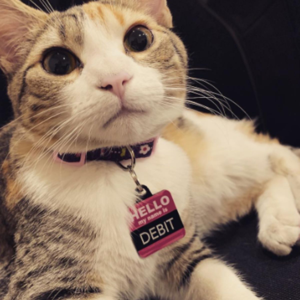 adorable cat with a collar