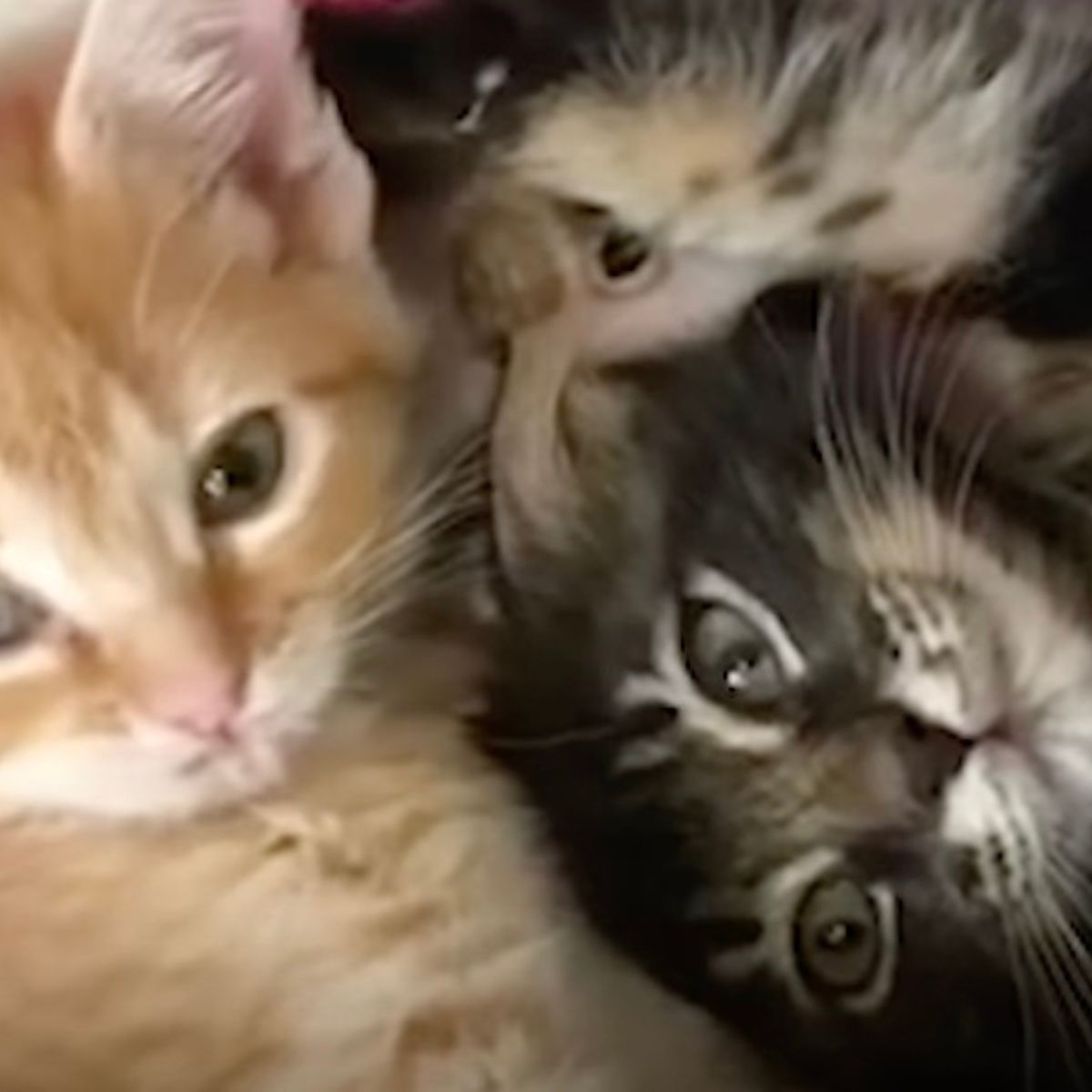 adorable cats