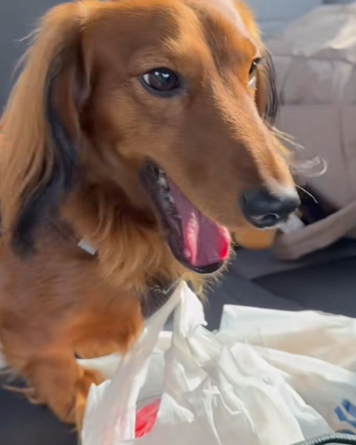 adorable dachshund