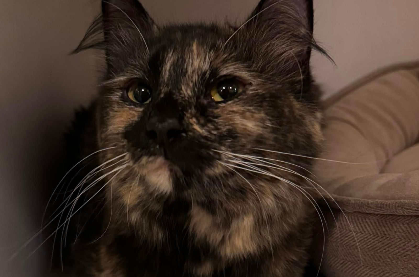 adorable dark cat