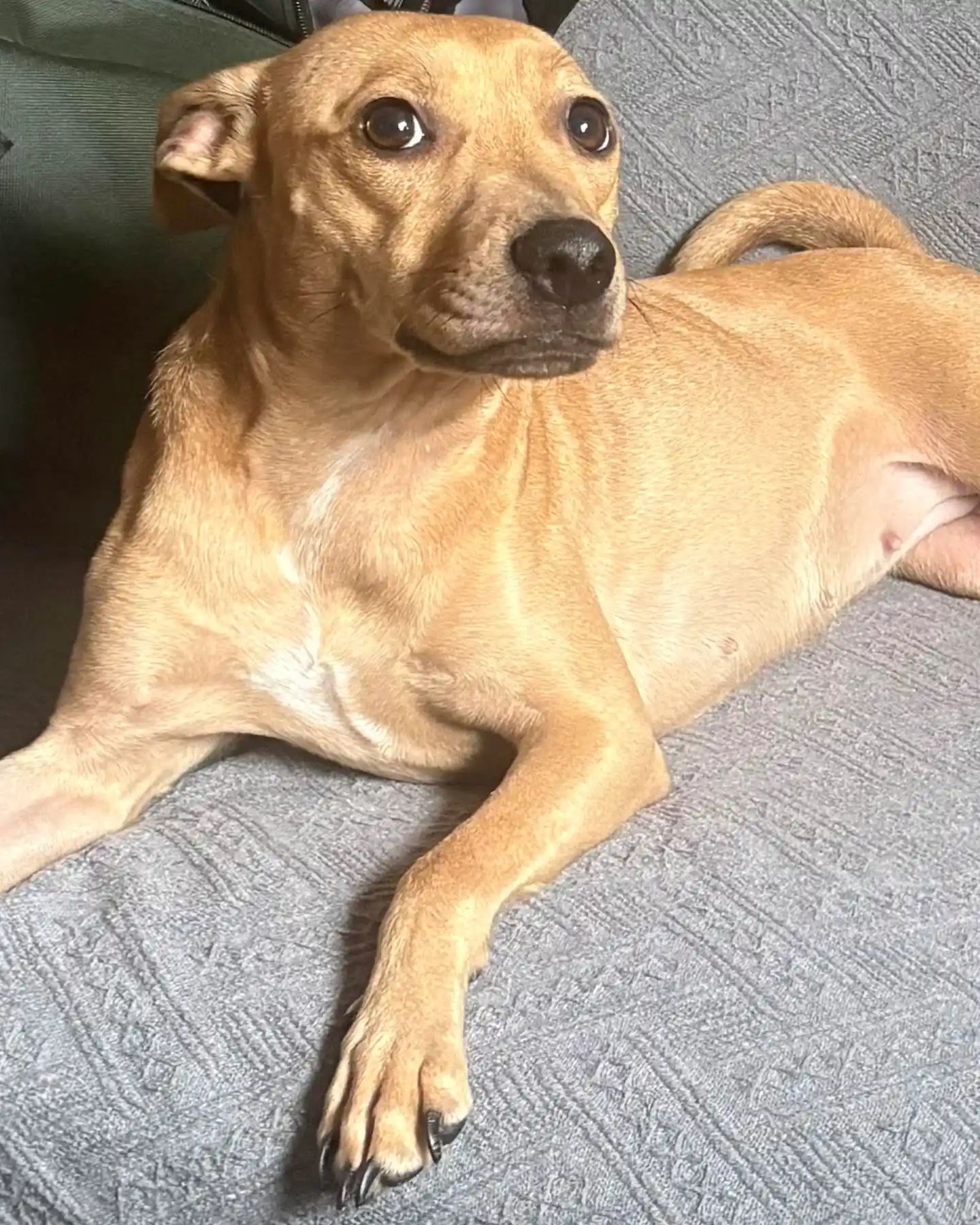 adorable dog with big eyes