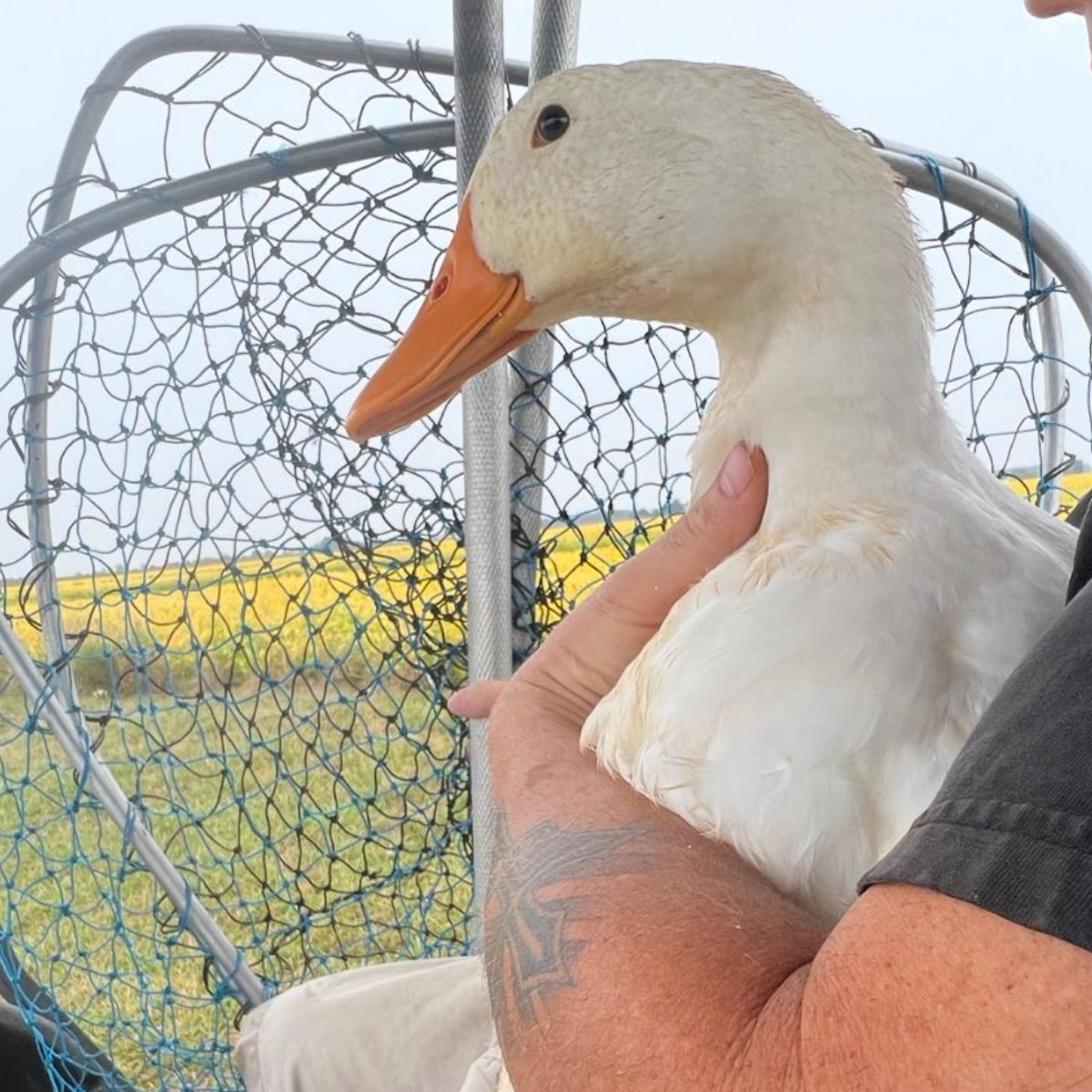 adorable duck