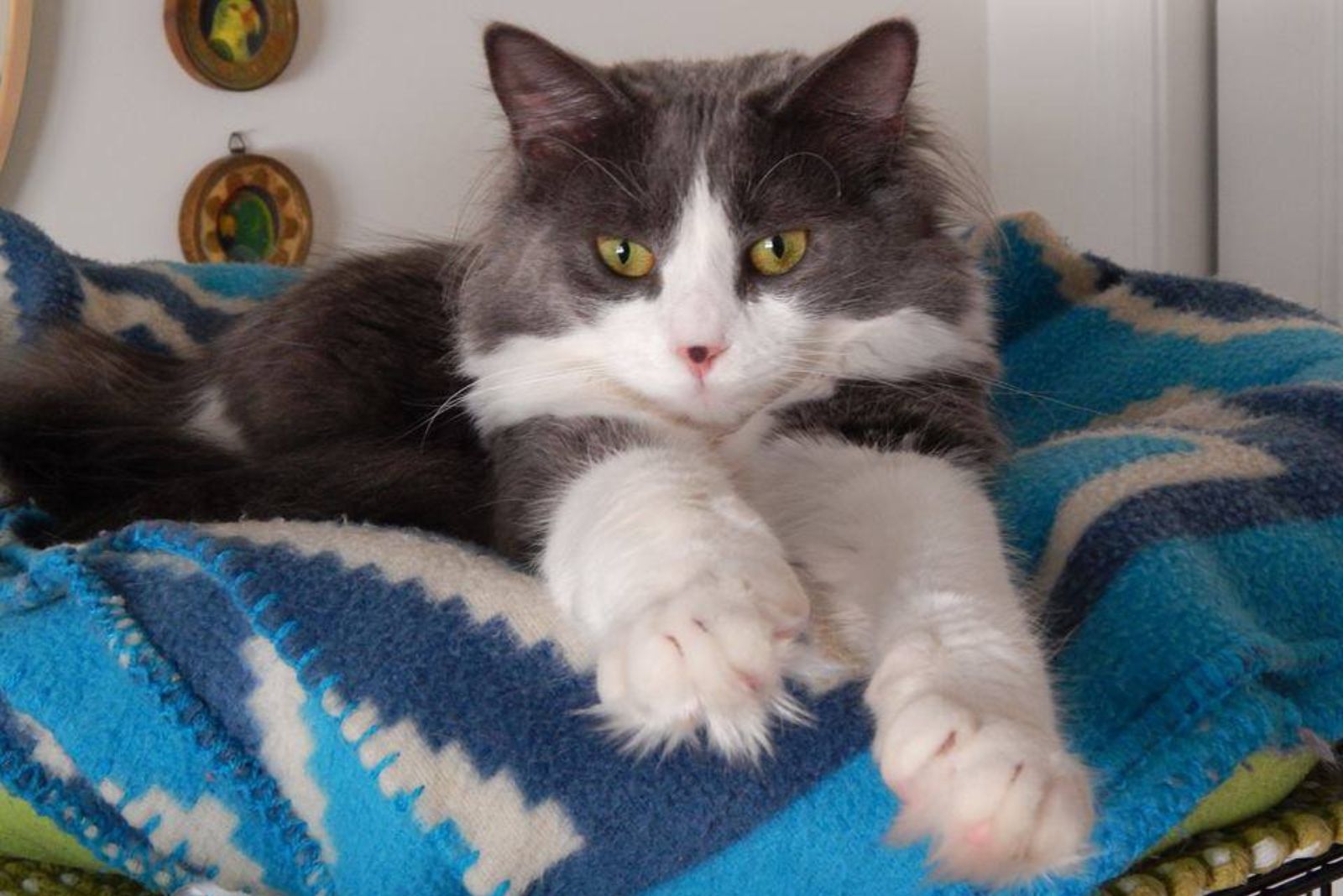 adorable fluffy cat